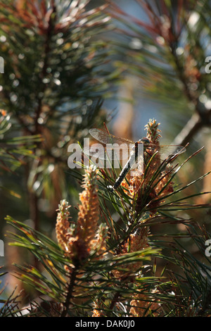 Libellula pelose in appoggio sulla Corsica Pine Foto Stock