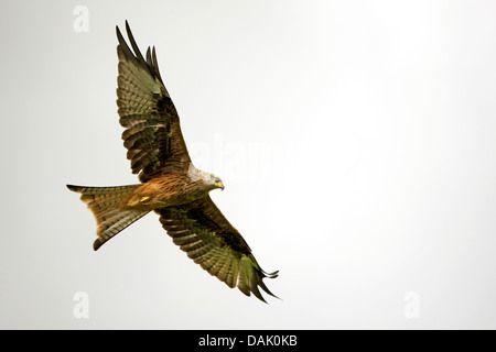 Nibbio reale (Milvus milvus), in volo, Belgio Foto Stock