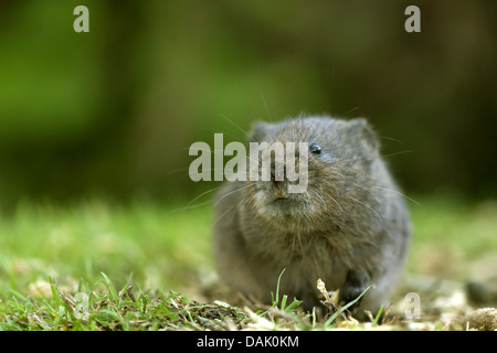 European water vole, acqua settentrionale vole (Arvicola terrestris Arvicola amphibius), seduti in un prato, Belgio Foto Stock