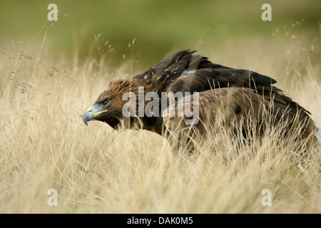 Aquila reale (Aquila chrysaetos), piedi tra erba secca, Regno Unito, Scozia Foto Stock