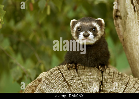 Polecat europea (Mustela putorius), seduto su un sawed via tronco di albero, Belgio Foto Stock