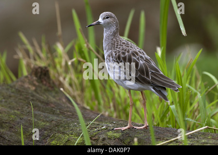 Ruff (Philomachus pugnax), in piedi, Paesi Bassi Foto Stock