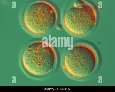 Dispensa - una dispensa non datata immagine dall'Istituto Max Planck per la Biomedicina Molecolare mostra cellule uovo di un mouse a Muenster, Germania. Numerosi scienziati presso l'istituto dell'università di Muenster sono coinvolti nella ricerca sulle cellule staminali. Foto: Mpi Muenster Foto Stock