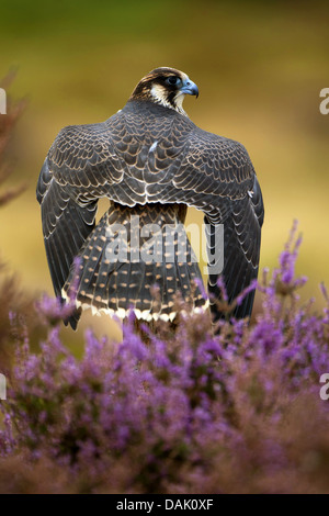 Falco pellegrino (Falco peregrinus), sbattimenti ali, Regno Unito, Scozia Foto Stock