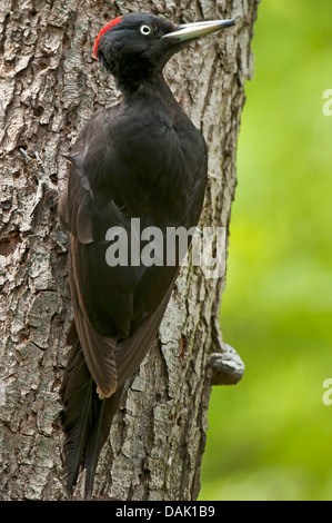 Picchio nero (Dryocopus martius), Femmina a gambo di albero, in Germania, in Renania settentrionale-Vestfalia Foto Stock