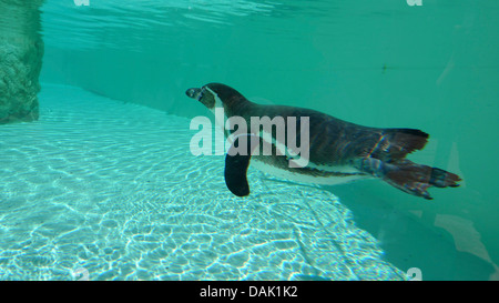 Pinguini Humboldt (Spheniscus Humboldti), immersioni in un bacino Foto Stock