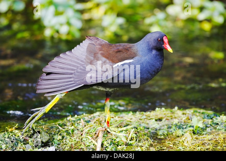 (Moorhen Gallinula chloropus) adulti allungamento permanente ala, Derbyshire, England, Regno Unito, Europa Foto Stock