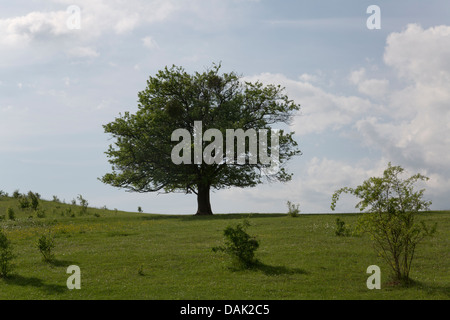 Paesaggio con un singolo albero in un campo, Polonia. Foto Stock
