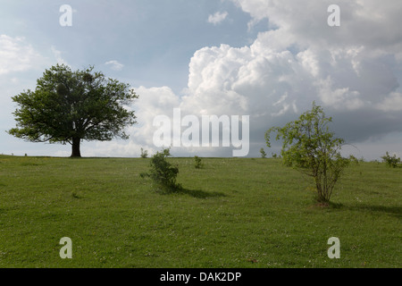 Paesaggio con un singolo albero in un campo di Fialki vicino Gorzno, Polonia. Foto Stock