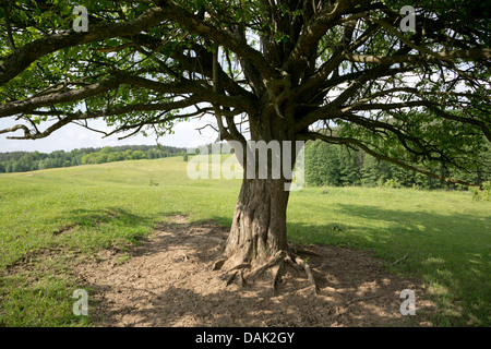 Vecchio albero in un campo, Polonia. Foto Stock
