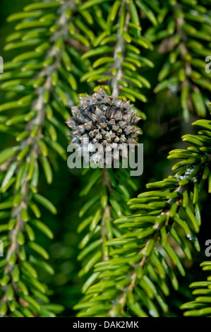 Priental Abete (Picea orientalis), il ramo top infettata da un insetto Foto Stock