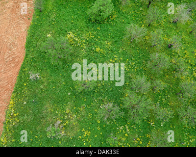 Vista aerea di un paesaggio culturale con alberi di mandorle e i campi, Spagna, Balearen, Maiorca Foto Stock