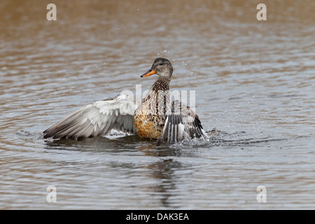 Canapiglia (Anas strepera) femmina adulta con ali teso durante il bagno in acqua, Norfolk, East Anglia, England, Regno Unito, Europa Foto Stock