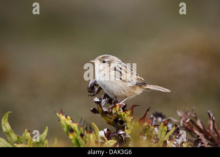 Falkland erba wren (Cistothorus platensis falklandicus) adulto appollaiato sulla boccola, Isole Falkland Foto Stock