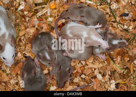 Fancy mouse (Mus musculus f. domestica), giovani topi nel nido Foto Stock