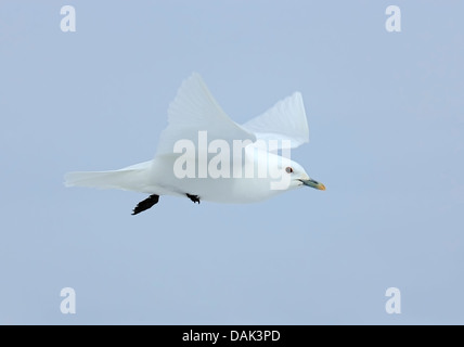 Gabbiano avorio (Pagophila eburnea) adulto in volo contro il cielo blu, Spitzbergen, Svalbard, Norvegia, Arctic Foto Stock