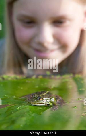 Unione rana verde, comune rana verde (Rana kl. esculenta, Rana esculenta, Pelophylax esculentus), bambino guardando una rana, Germania Foto Stock