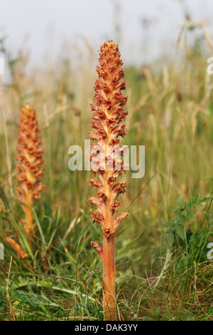 Succhiamele prataiolo fiordaliso (Orobanche elatior) fiore, Cromer, Norfolk, Regno Unito, Europa Foto Stock