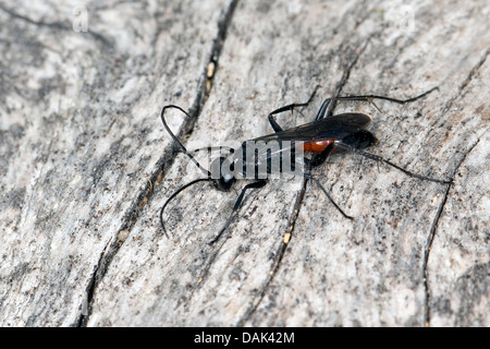 Spider-caccia wasp (Arachnospila spec., ), sulla corteccia, Germania Foto Stock