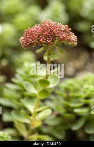 Amore restauratore (Sedum anacampseros, Hylotelephium anacampseros), fioritura Foto Stock