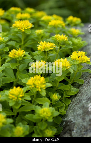 La Kamchatka Stonecrop, Arancione stonecrop, Kamchatkan (Sedum kamtschaticum Sedum), fioritura Foto Stock