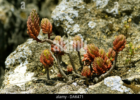 Stonecrop pallido (Sedum sediforme), Portogallo Foto Stock