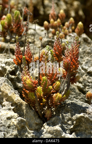 Stonecrop pallido (Sedum sediforme), Portogallo Foto Stock