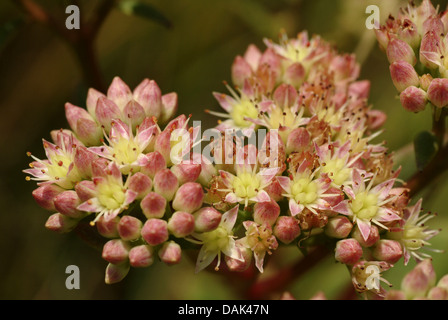 Stonecrop orpine, giardino stonecrop, live-forever stonecrop (Sedum telephium, Hylotelephium telephium), fioritura, Germania Foto Stock