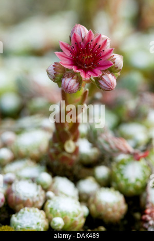 Ragnatela Casa Porro, ragnatela semprevivo (Sempervivum arachnoideum, Sedum arachnoideum), fioritura Foto Stock