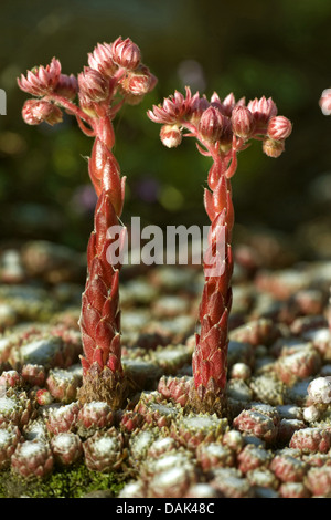 Ragnatela Casa Porro, ragnatela semprevivo (Sempervivum arachnoideum, Sedum arachnoideum), fioritura Foto Stock