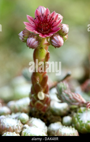 Ragnatela Casa Porro, ragnatela semprevivo (Sempervivum arachnoideum, Sedum arachnoideum), fioritura Foto Stock