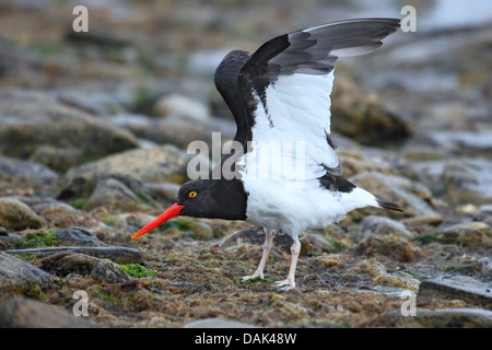 Magellanic oystercatcher (Haematopus leucopodus) permanente sulla spiaggia che si estende ala, Isole Falkland Foto Stock