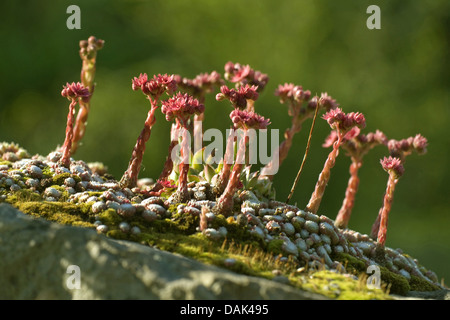 Ragnatela Casa Porro, ragnatela semprevivo (Sempervivum arachnoideum, Sedum arachnoideum), fioritura Foto Stock