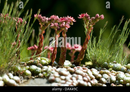 Ragnatela Casa Porro, ragnatela semprevivo (Sempervivum arachnoideum, Sedum arachnoideum), fioritura Foto Stock