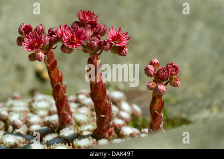 Ragnatela Casa Porro, ragnatela semprevivo (Sempervivum arachnoideum, Sedum arachnoideum), fioritura Foto Stock