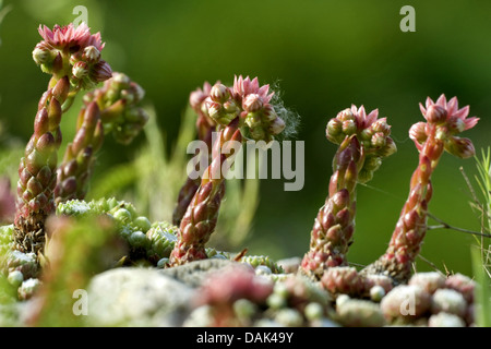 Ragnatela Casa Porro, ragnatela semprevivo (Sempervivum arachnoideum, Sedum arachnoideum), fioritura Foto Stock