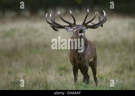 Il cervo (Cervus elaphus), rumoreggianti stag, Belgio Foto Stock