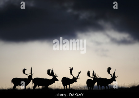 Daini (Dama Dama, Cervus dama), cinque cervi in controluce, Belgio Foto Stock