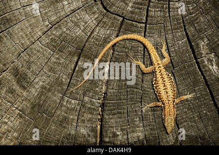 Comune di lucertola muraiola (Lacerta muralis, Podarcis muralis), su albero intoppo, Belgio Foto Stock