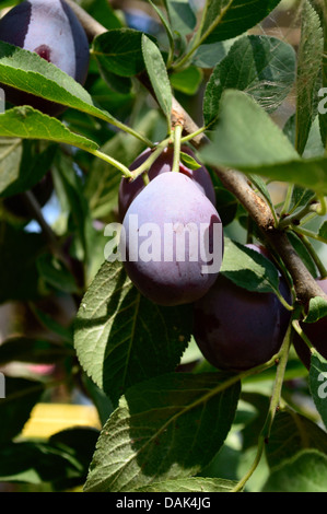 Fresche e mature prugne blu su albero nel giardino estivo Foto Stock