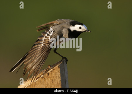 Pied wagtail (Motacilla alba), volare un post, Belgio Foto Stock