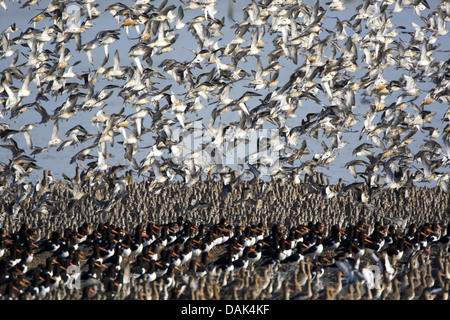 Nodo rosso (Calidris canutus), con oister catcher, Haematopus ostralegus, al mare del Nord, Paesi Bassi, Terschelling Foto Stock