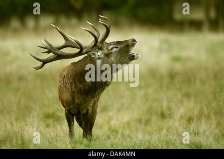 Il cervo (Cervus elaphus), rumoreggianti stag, Germania Foto Stock
