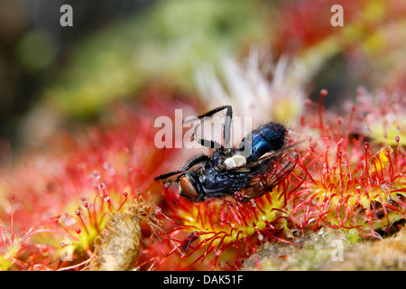 Round-lasciava sundew, roundleaf sundew (drosera rotundifolia), foglie con catturato fly, Germania, Meclemburgo-Pomerania Occidentale Foto Stock