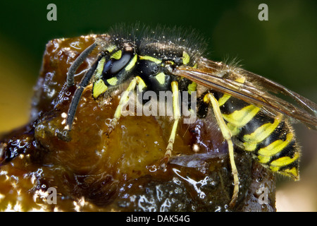 Wasp comune (Vespula vulgaris, Paravespula vulgaris), si nutrono di prugna, Germania, Meclemburgo-Pomerania Occidentale Foto Stock