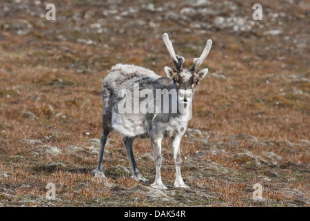 Renna delle Svalbard (Rangifer tarandus platyrhynchus) adulto in habitat, Svalbard Spitzbergen, Norvegia, Arctic Foto Stock