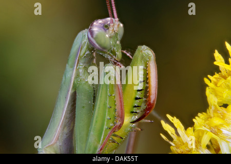 Unione depredavano mantis (mantide religiosa), maschio in posizione di Caccia, Italia Foto Stock