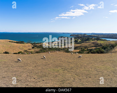 Dh Shakespear Parco Regionale WHANGAPARAOA NUOVA ZELANDA gregge di pecore pascolano sulla penisola Whangaparaoa campo Foto Stock