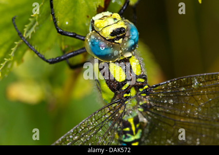 Scarsa aeshna, migrante hawker (Aeshna mixta), ritratto, Germania, Meclemburgo-Pomerania Occidentale Foto Stock