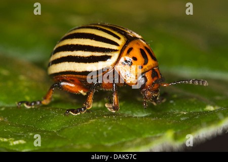 Il Colorado potato beetle, Colorado beetle, potato beetle (Leptinotarsa decemlineata), su una foglia, Germania, Meclemburgo-Pomerania Occidentale Foto Stock